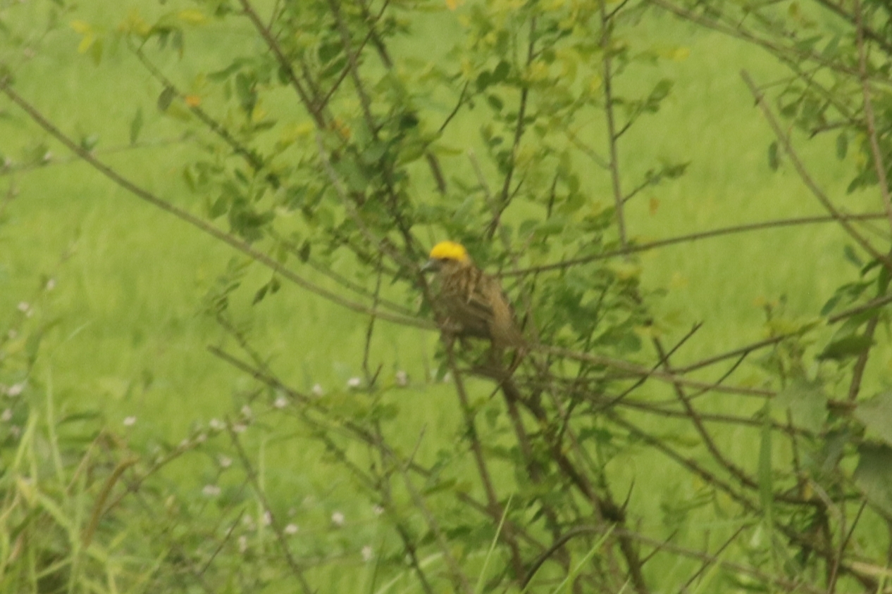 Baya Weaver