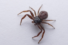 Coriarachne depressa