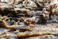 Myrmecophilus acervorum