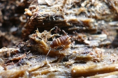 Myrmecophilus acervorum