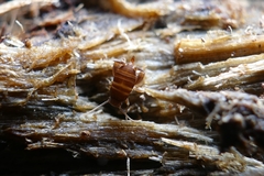 Myrmecophilus acervorum