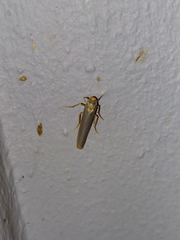 Sozusa scutellata