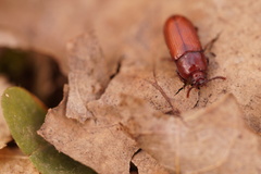 Uloma culinaris