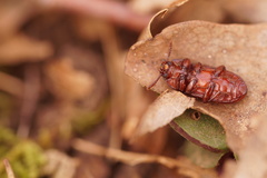 Uloma culinaris