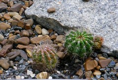 Echinopsis calochlora