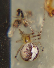 Araneae