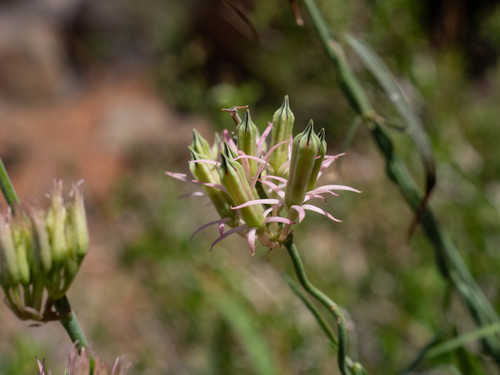 Thread Minimouth (Microloma hereroense)
