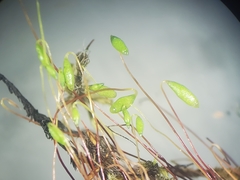 Ptychostomum creberrimum