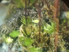 Ptychostomum creberrimum