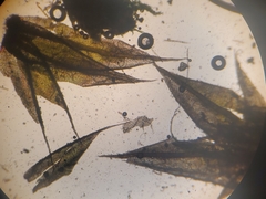 Ptychostomum creberrimum