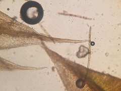 Ptychostomum creberrimum