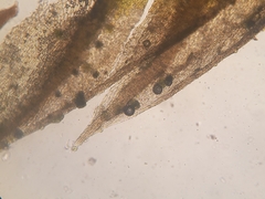 Ptychostomum creberrimum