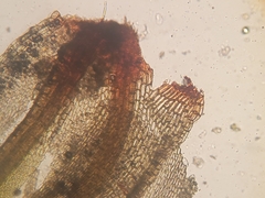 Ptychostomum creberrimum