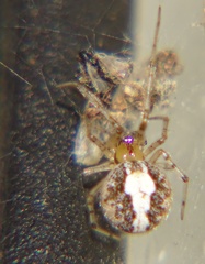 Araneae