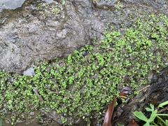 Callitriche peploides