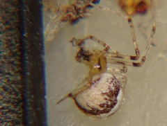 Araneae
