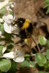 Bombus haematurus