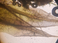Ptychostomum creberrimum