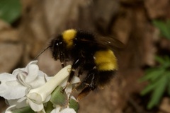 Bombus haematurus