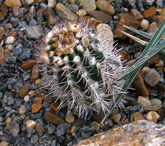 Parodia microsperma microsperma