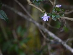Strobilanthes gracilis