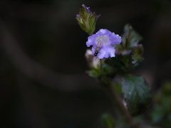 Strobilanthes gracilis