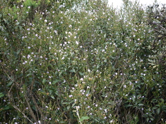 Strobilanthes gracilis