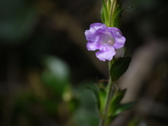 Strobilanthes gracilis