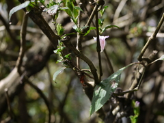 Strobilanthes gracilis