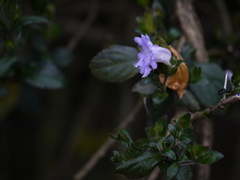 Strobilanthes gracilis