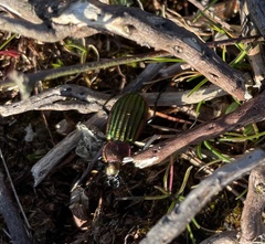 Carabus nitens