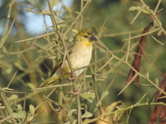 Ploceus cucullatus
