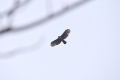 Nisaetus nipalensis