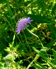 Knautia arvensis