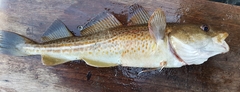 Gadus morhua