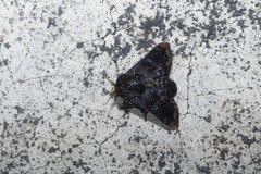 Pseudonirmides cyanopasta