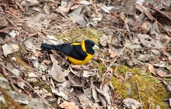 Mycerobas affinis
