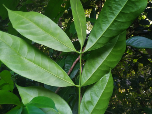 Goniocheton arborescens