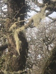 Usnea articulata