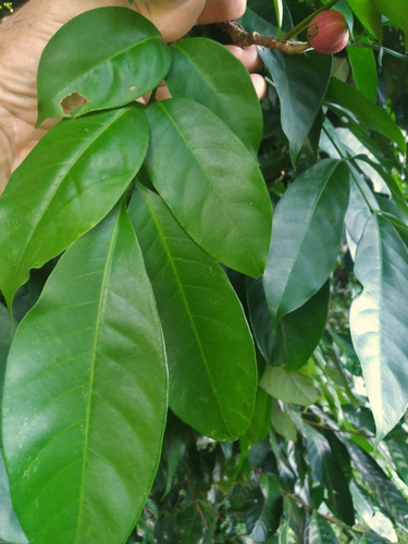 Goniocheton arborescens