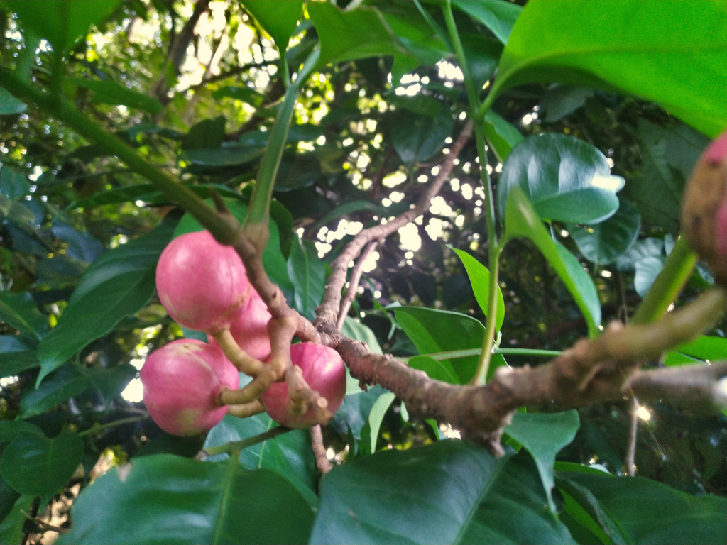 Goniocheton arborescens