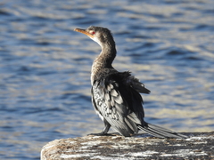 Microcarbo africanus