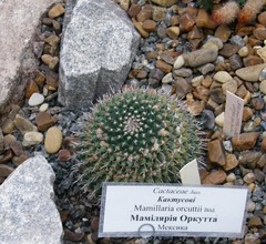 Mammillaria orcuttii
