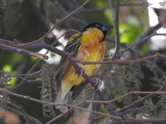 Ploceus cucullatus cucullatus