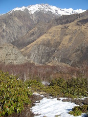 Rhododendron anthopogon