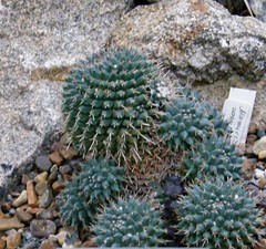 Mammillaria compressa