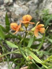 Lathyrus hierosolymitanus
