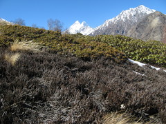 Rhododendron anthopogon