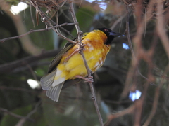 Ploceus cucullatus cucullatus