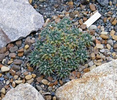 Mammillaria perbella
